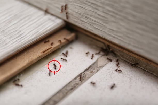 Best Termite Control Services  in Northwoods, MO
