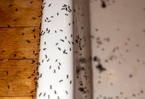 Best Rat Extermination Near Me  in Northwoods, MO