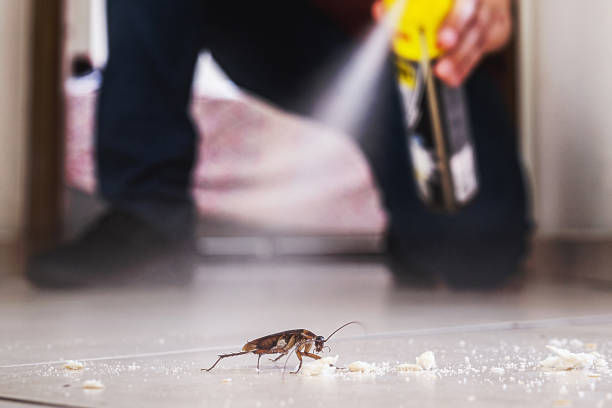 Pest Prevention Services in Northwoods, MO